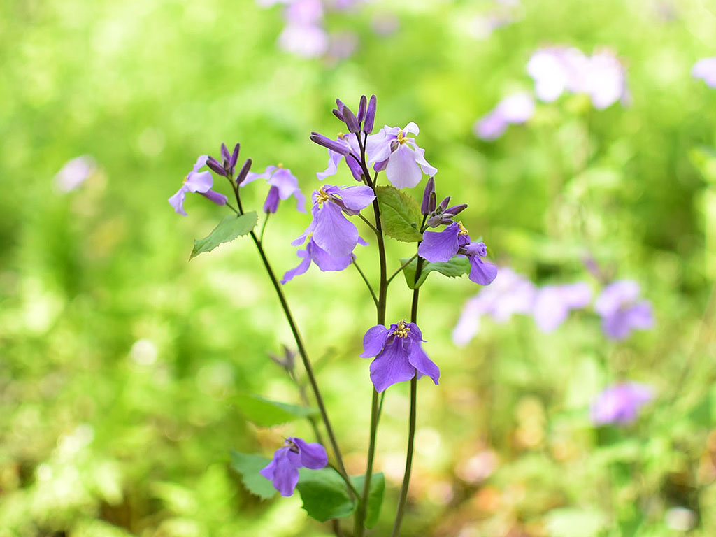 烏山のニュース画像